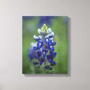 Texas Bluebonnets Canvastryck