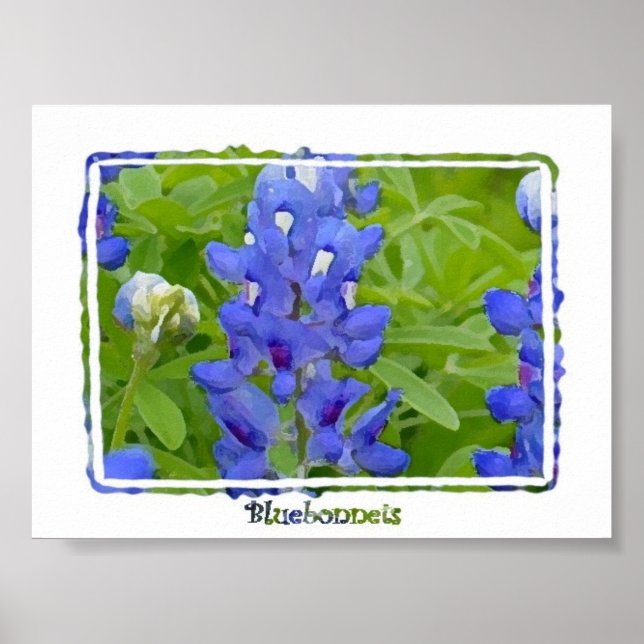 Texas Bluebonnets Digital Watercolor Poster (Framsidan)