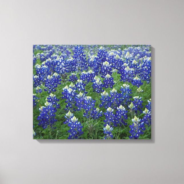 Texas Bluebonnets Fält 2 Stretched Kanvastryck (Framsida)