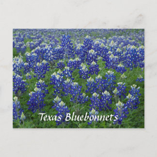 Texas Bluebonnets Fält Photo Vykort
