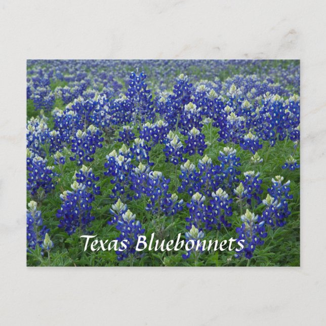 Texas Bluebonnets Fält Photo Vykort (Framsida)