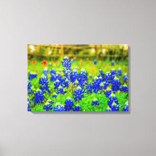 Texas Bluebonnets Fält Rustic Blue Wildblommor Canvastryck
