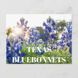 Texas Bluebonnets Flower Wildblomma Blue Blommigt Vykort