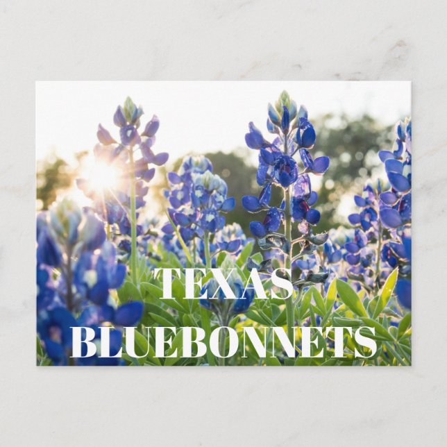 Texas Bluebonnets Flower Wildblomma Blue Blommigt Vykort (Framsida)