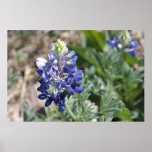 Texas Bluebonnets fotograferar serier #8 Poster