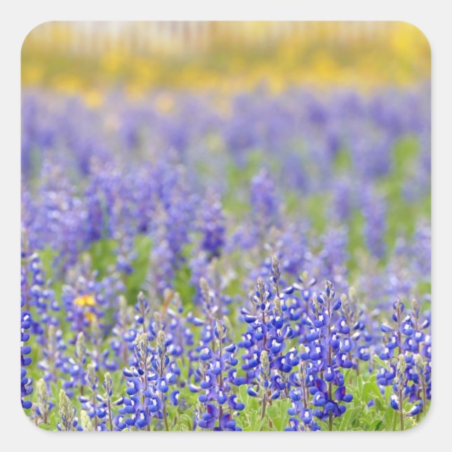 Texas Bluebonnets Fyrkantigt Klistermärke (Framsida)
