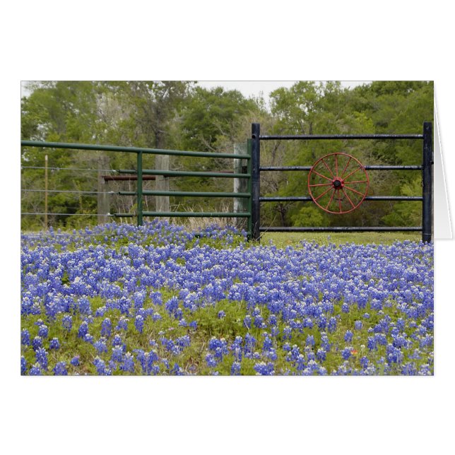 Texas Bluebonnets Hälsningskort (Framsidan Horizontal)