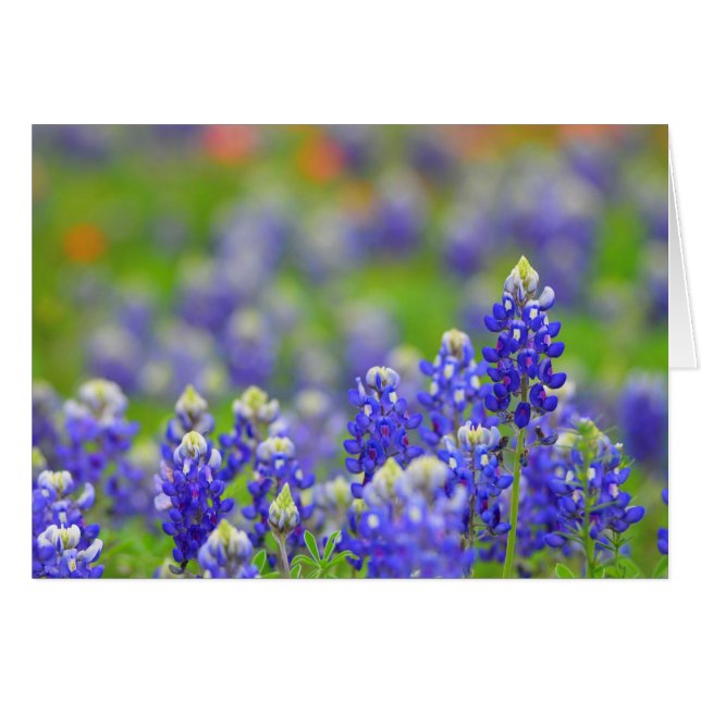 Texas Bluebonnets Hälsningskort (Framsidan Horizontal)