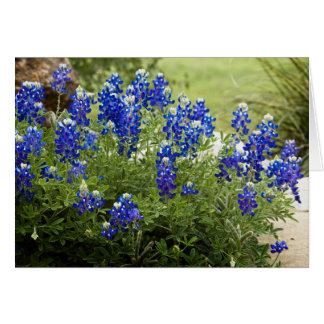 Texas Bluebonnets Hälsningskort