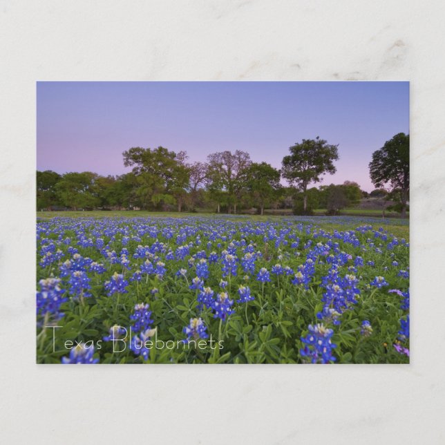 Texas Bluebonnets i Bloom-vykort Vykort (Framsida)