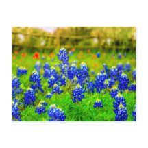 Texas Bluebonnets Indian Paintbrush Blommigt