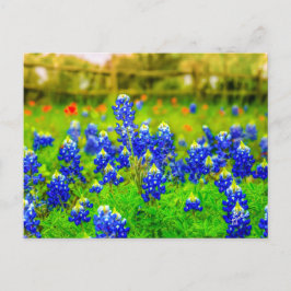 Texas Bluebonnets Indian Paintbrush Blommigt Vykort