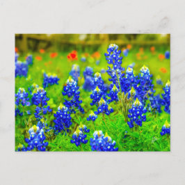 Texas Bluebonnets Indian Paintbrush Vykort