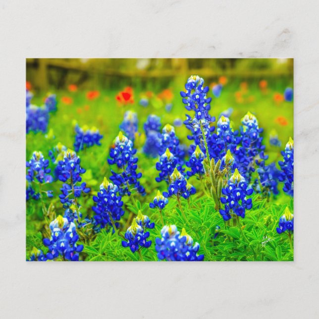 Texas Bluebonnets Indian Paintbrush Vykort (Framsida)