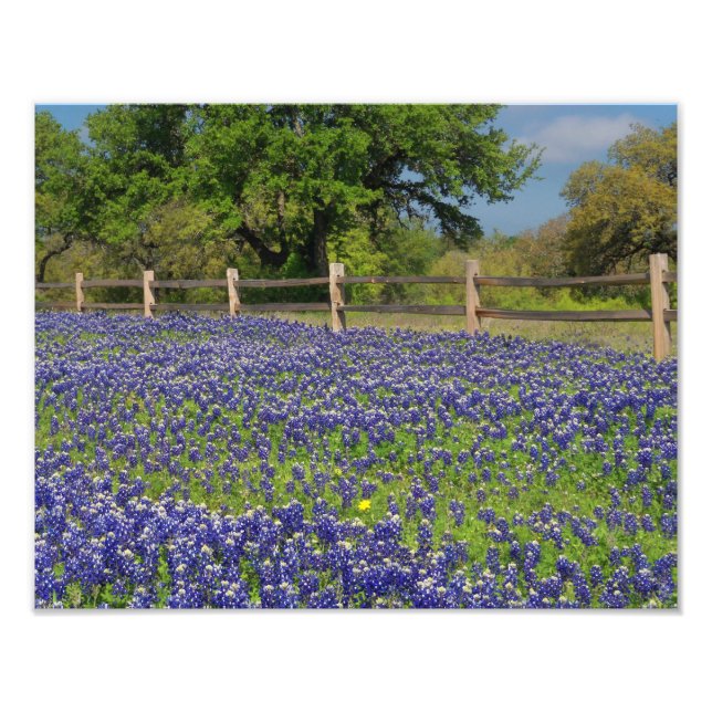 Texas Bluebonnets Land Photographic Art Print Fototryck (Framsidan)