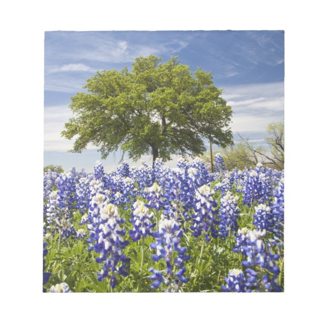 Texas bluebonnets(lupinus texensis) och ek anteckningsblock (Framsida)