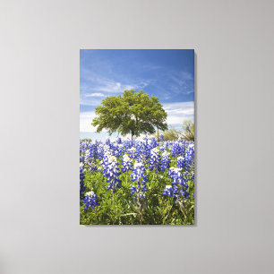 Texas bluebonnets(lupinus texensis) och ek canvastryck