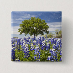Texas bluebonnets(lupinus texensis) och ek knapp