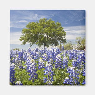 Texas bluebonnets(lupinus texensis) och ek magnet