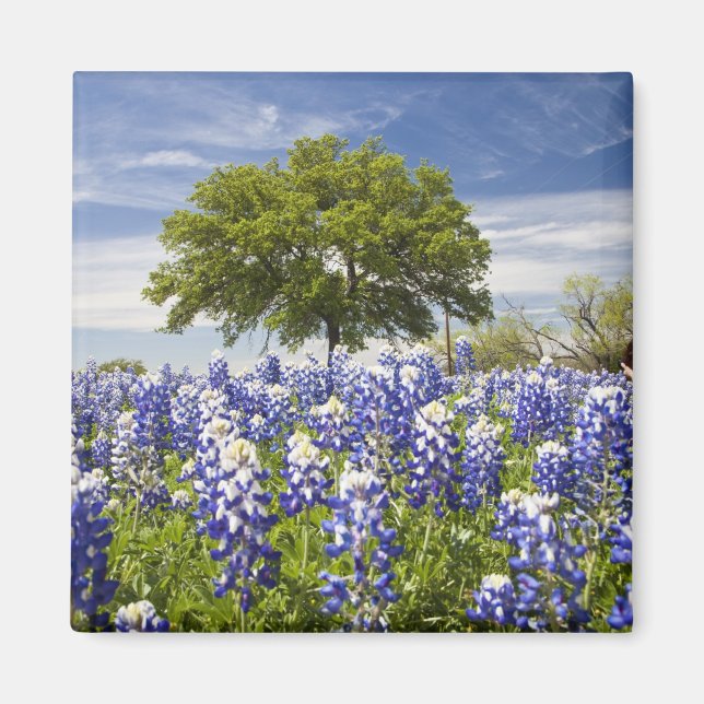 Texas bluebonnets(lupinus texensis) och ek magnet (Framsidan)
