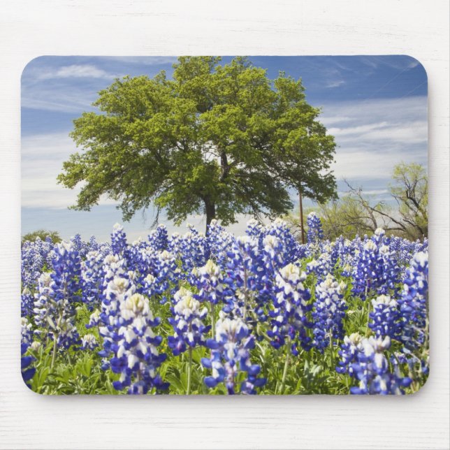 Texas bluebonnets (lupinus texensis) och ek musmatta (Framsidan)