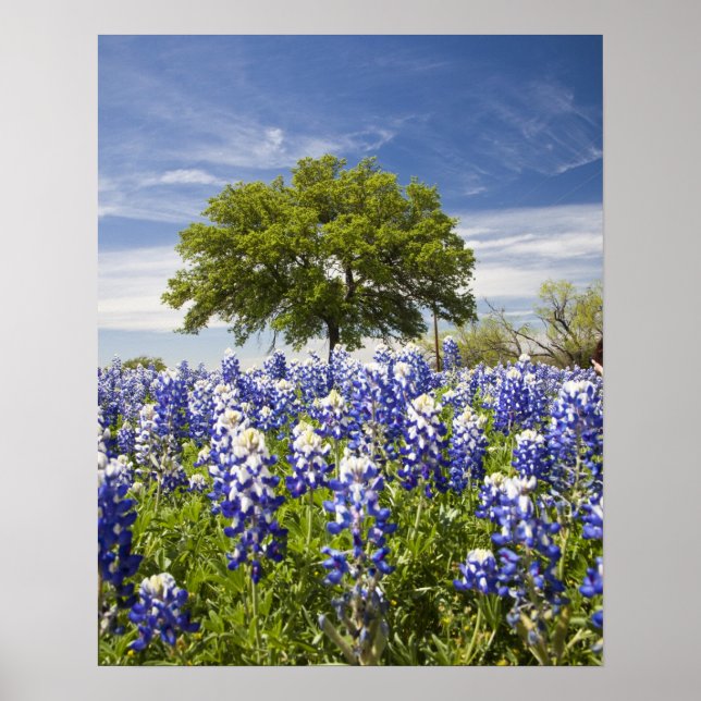 Texas bluebonnets(lupinus texensis) och ek poster (Framsidan)