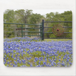 Texas Bluebonnets Musmatta