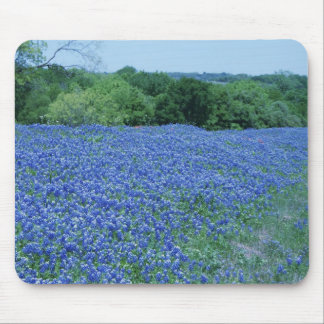 Texas Bluebonnets Musmatta