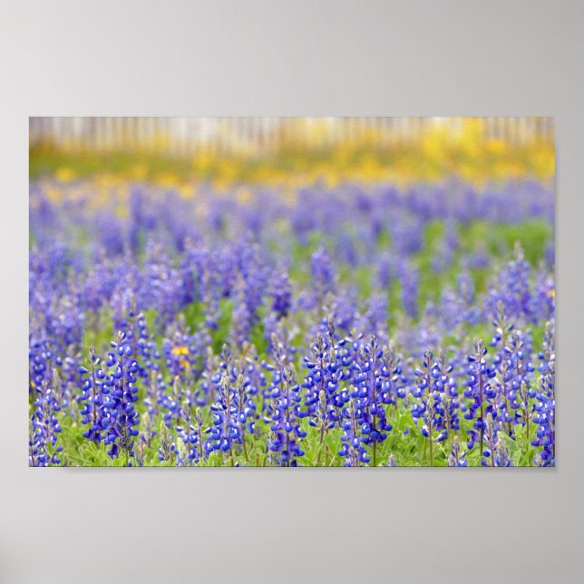 Texas Bluebonnets, Nacogdoches County Poster (Framsidan)