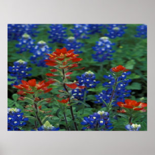 Texas Bluebonnets & Paintbrush Flowers Art Skriv u Poster