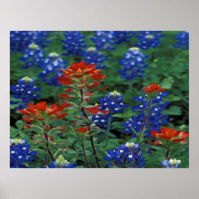 Texas Bluebonnets & Paintbrush Flowers Art Skriv u Poster (Framsidan)