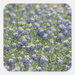 Texas Bluebonnets Photograph Series #11 Fyrkantigt Klistermärke