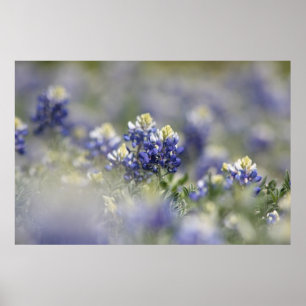 Texas Bluebonnets Photographic Series #5 Poster
