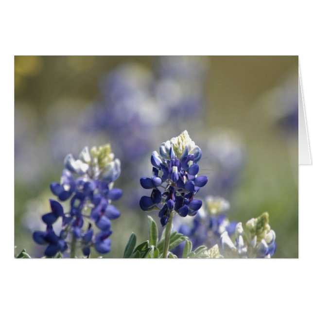 Texas Bluebonnets Photographic Series #7 Hälsningskort (Framsidan Horizontal)