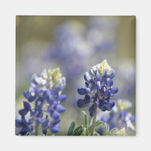 Texas Bluebonnets Photographic Series #7 Magnet