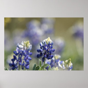 Texas Bluebonnets Photographic Series #7 Poster