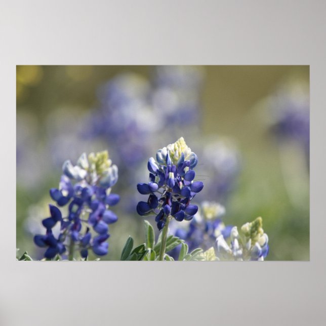 Texas Bluebonnets Photographic Series #7 Poster (Framsidan)