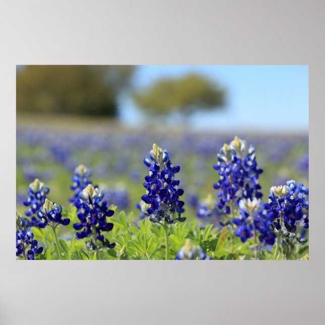 Texas Bluebonnets Poster (Framsidan)