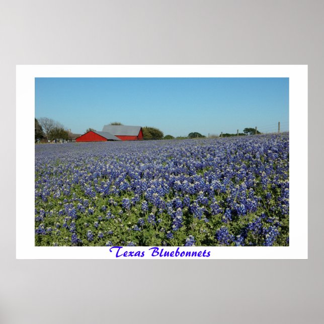 Texas Bluebonnets Poster (Framsidan)