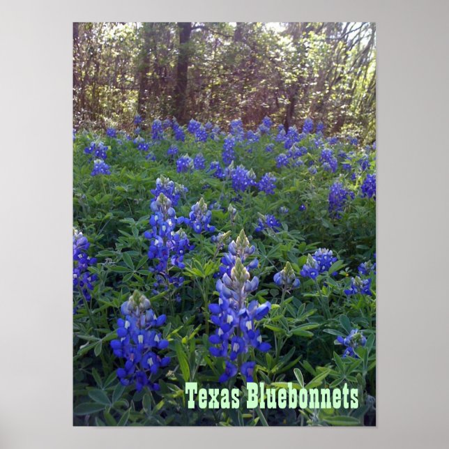 TEXAS BLUEBONNETS POSTER (Framsidan)