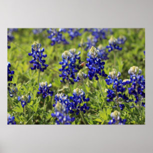 Texas Bluebonnets Poster