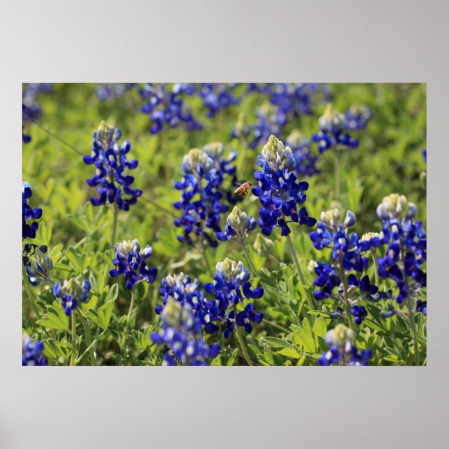 Texas Bluebonnets Poster (Framsidan)