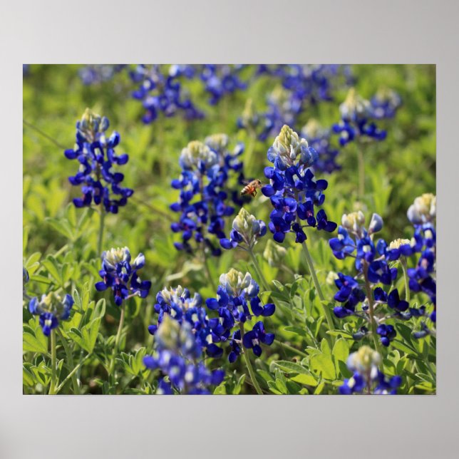 Texas Bluebonnets Poster (Framsidan)