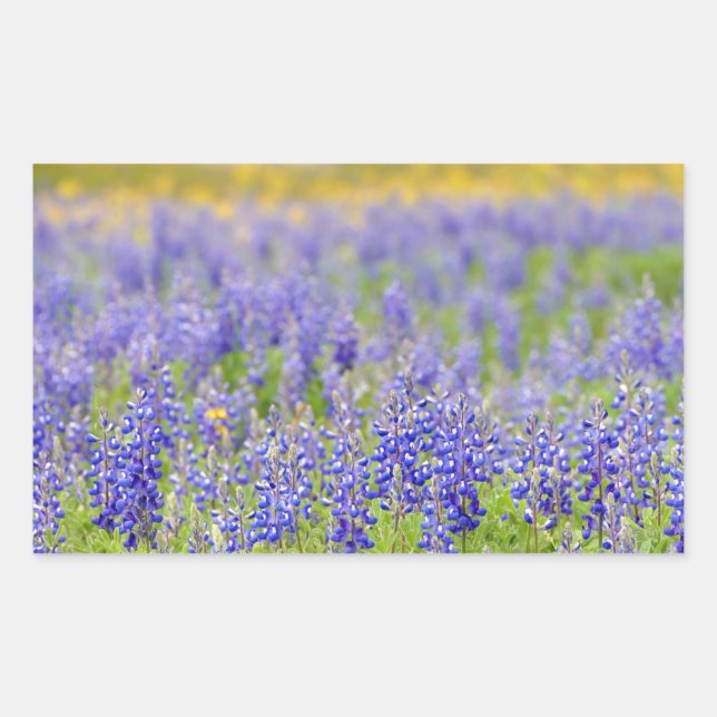 Texas Bluebonnets Rektangulärt Klistermärke (Framsida)