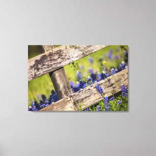 Texas Bluebonnets runt om ett landstaket Canvastryck