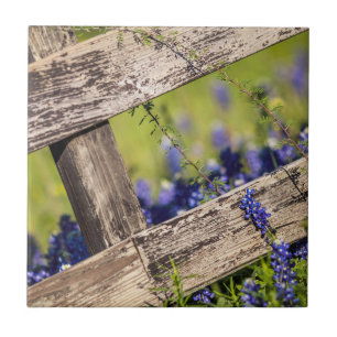 Texas Bluebonnets runt om ett landstaket Kakelplatta