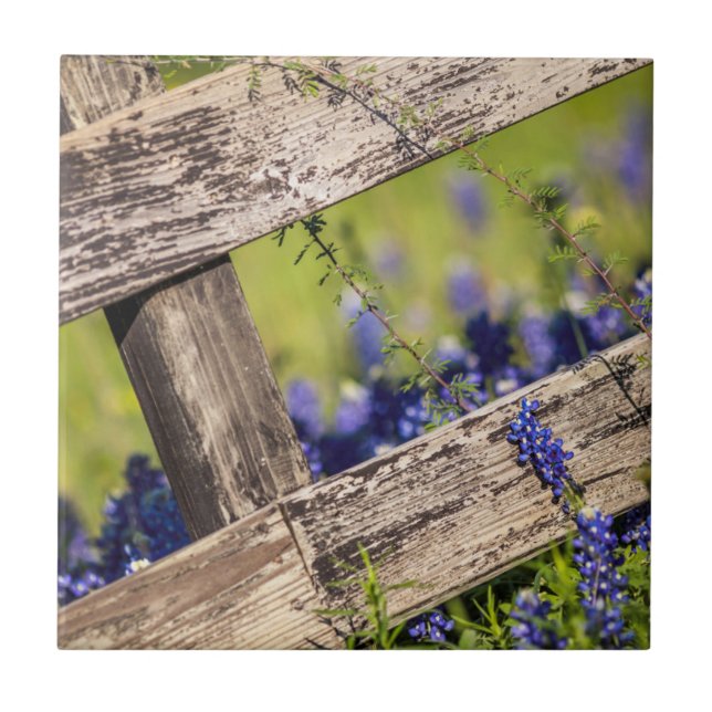 Texas Bluebonnets runt om ett landstaket Kakelplatta (Framsidan)