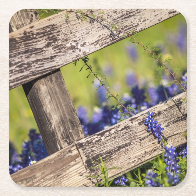 Texas Bluebonnets runt om ett landstaket Underlägg Papper Kvadrat (Framsidan)