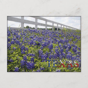 Texas Bluebonnets Vykort
