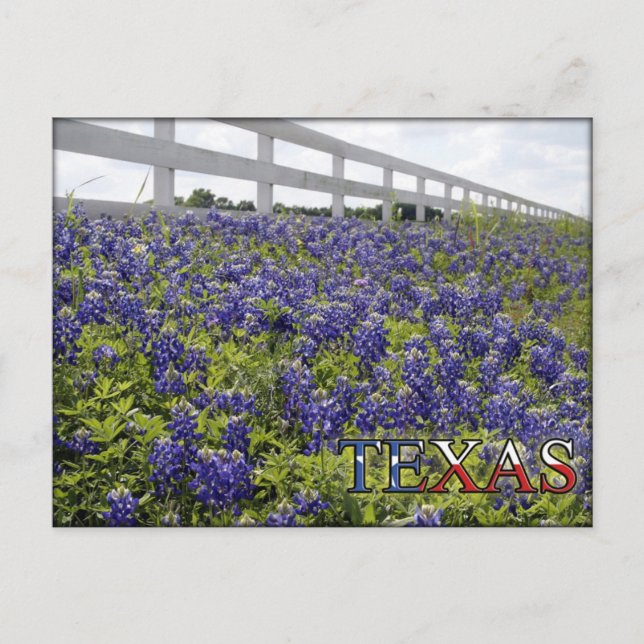 Texas Bluebonnets Vykort (Framsida)